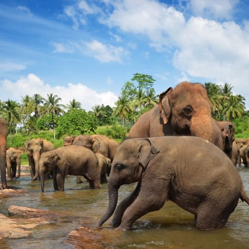 travel-sri-lanka-wildlife-elephants travel sri lanka wildlife elephants