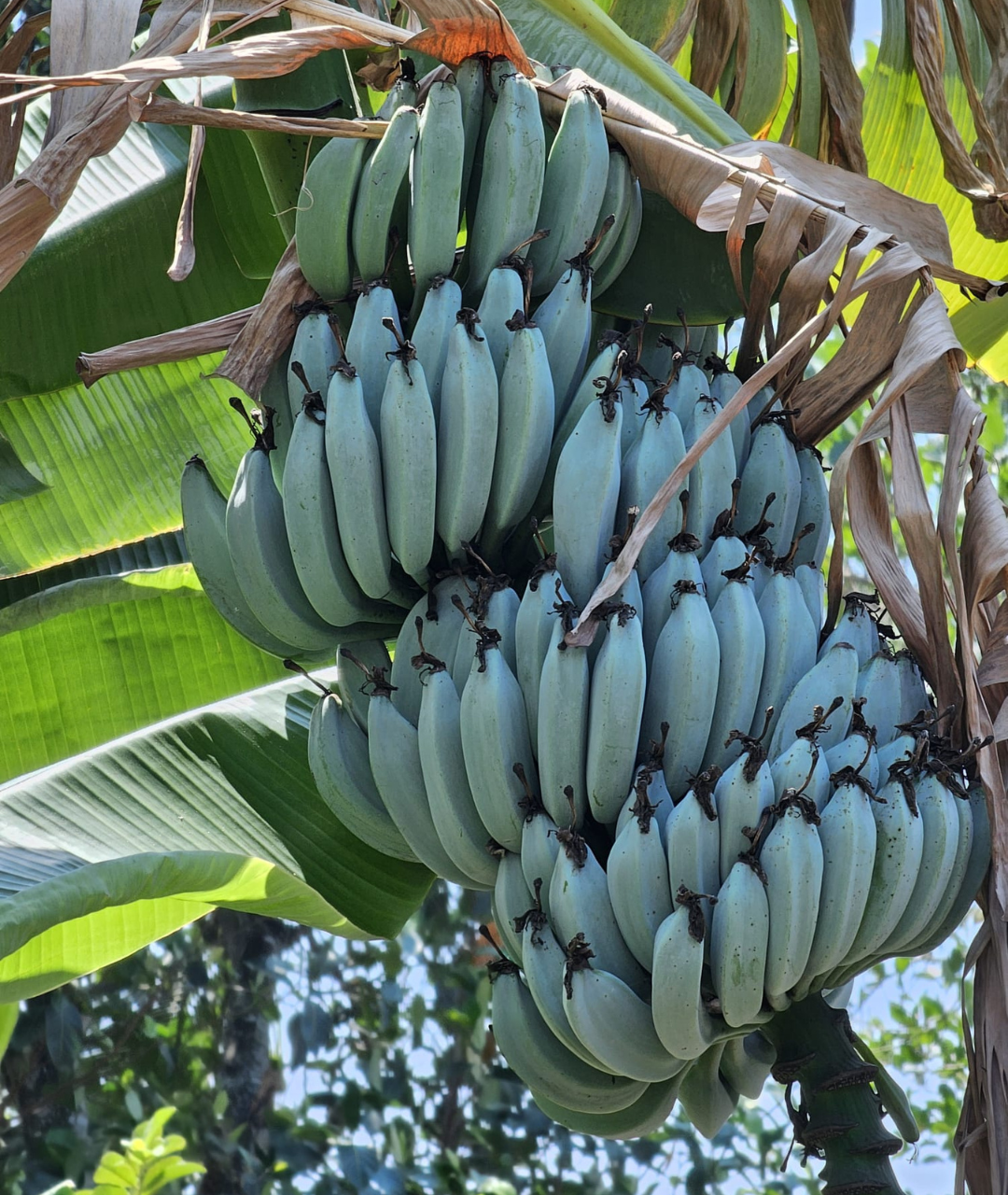 banana tree with green bananas