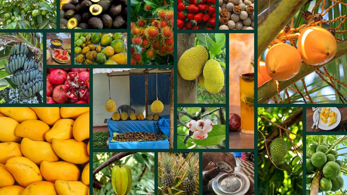 Home 1 A collage of fruits from Sri Lanka; among those shown are bananas, melons, mangoes, rambutan, jackfruit, passion fruit, jambu, mangosteen, and many more