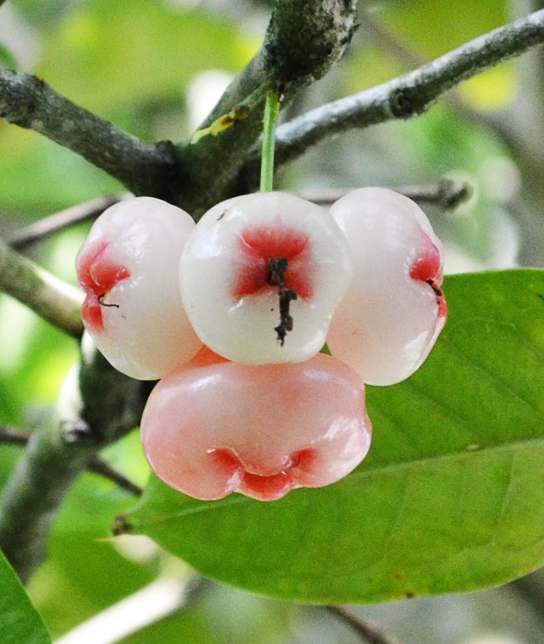 4 jambu fruits on a tree in sri lanka