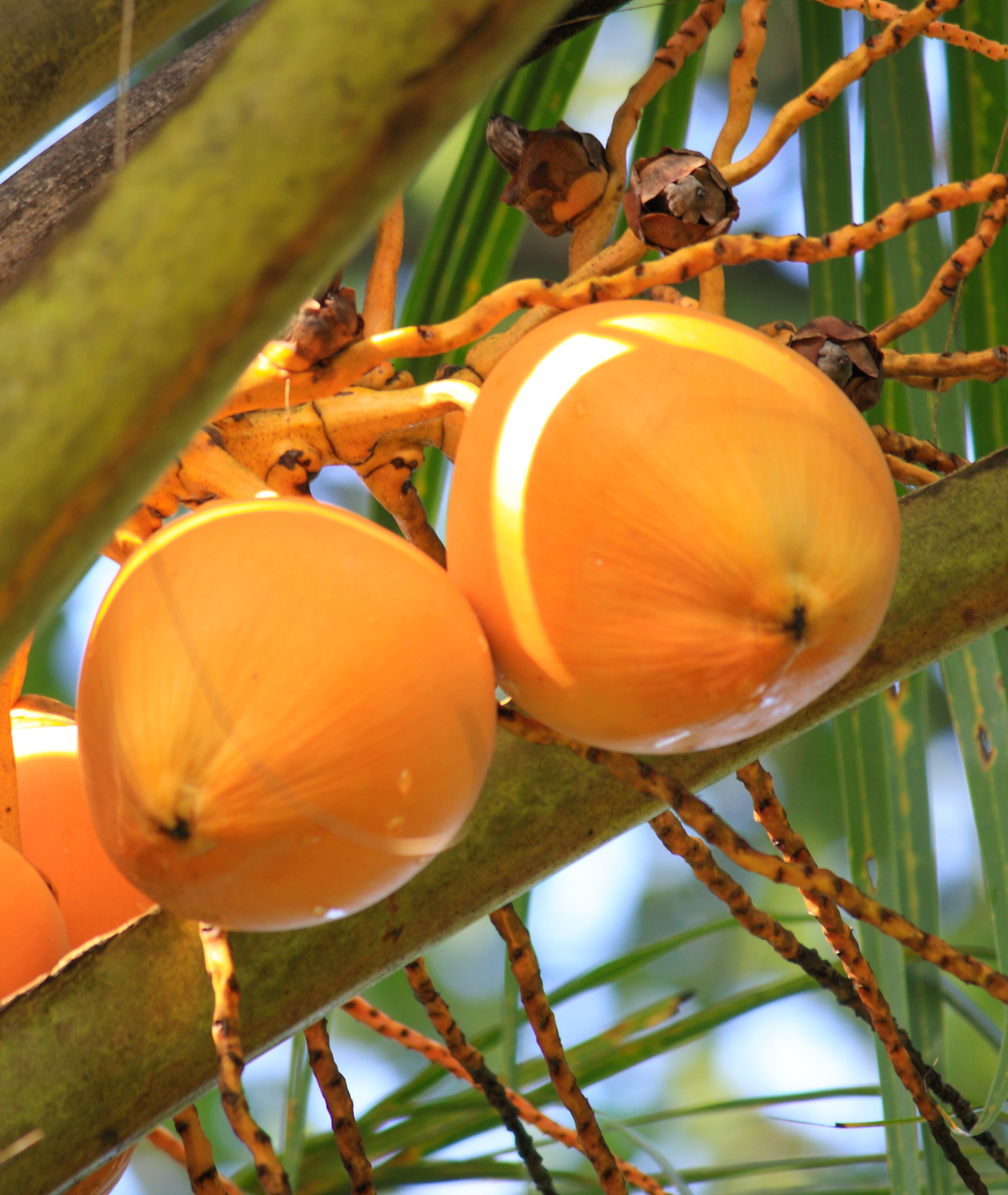 king coconut tree with 3 king coconuts