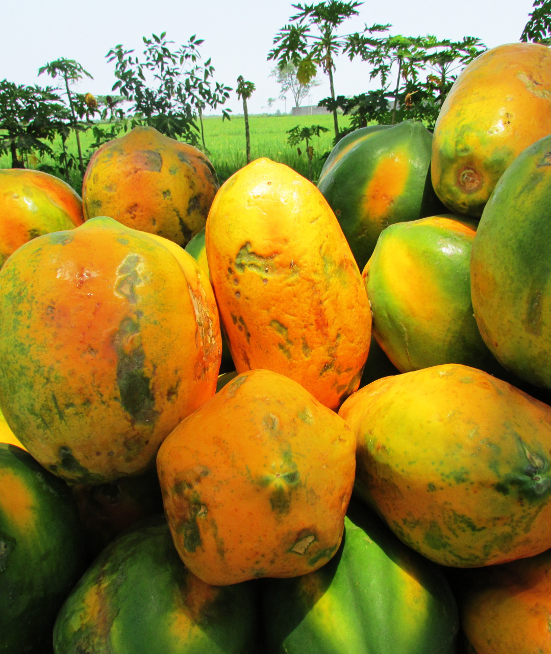 some papayas in a field from sri lanka