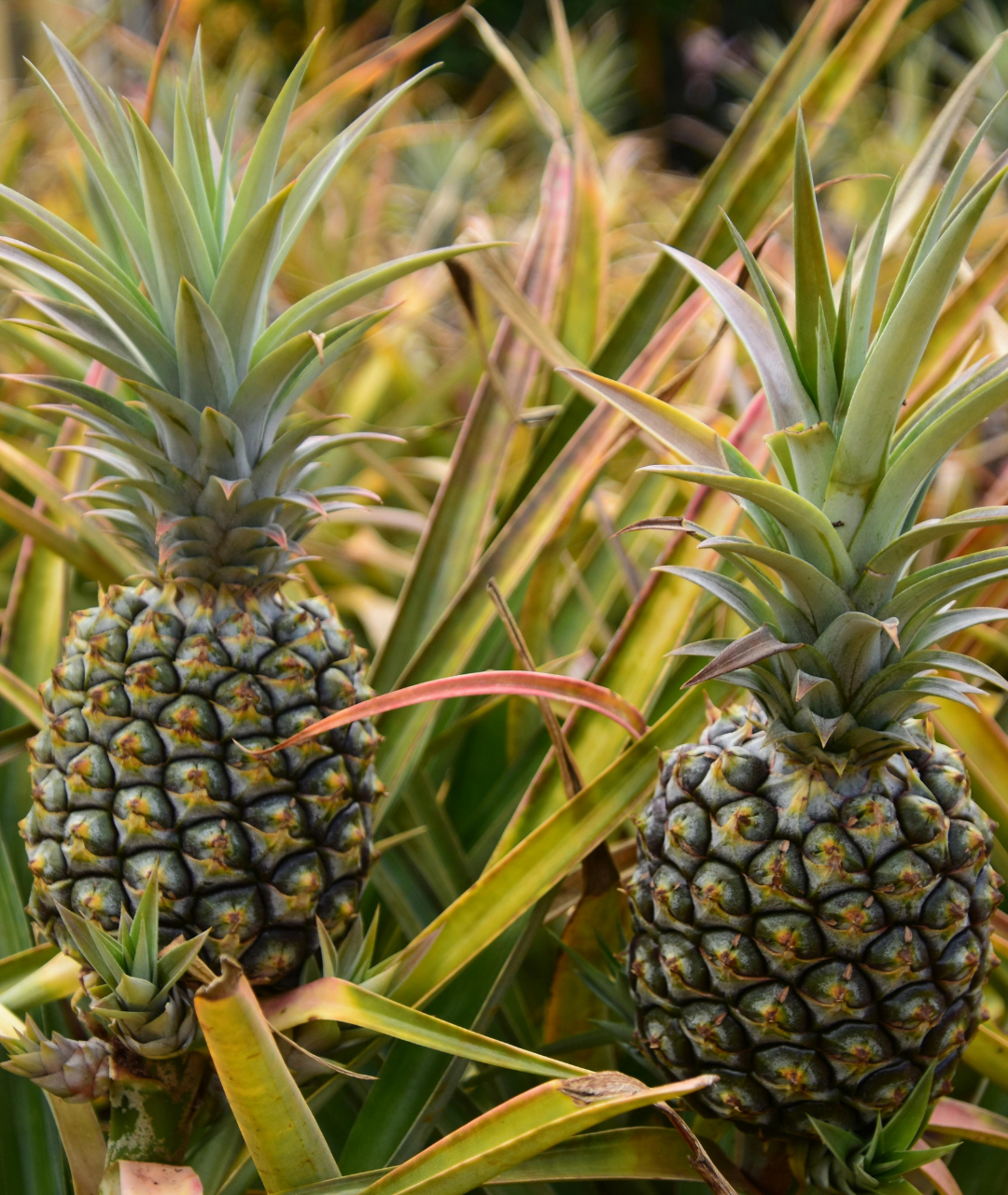 The picture displays a pineapple field before the harvest.