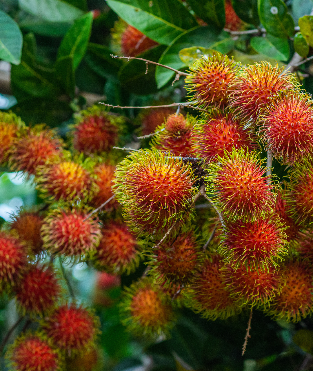 rambutan tree with much beatuiful red rambutans.