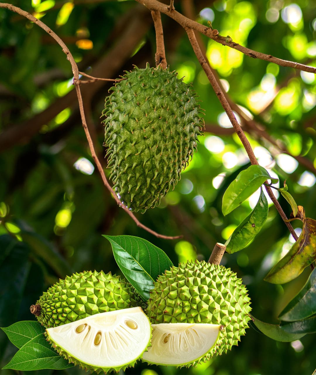 soursop on a tree in sri lanka and down is a picture how the soursop fruit looks inside.