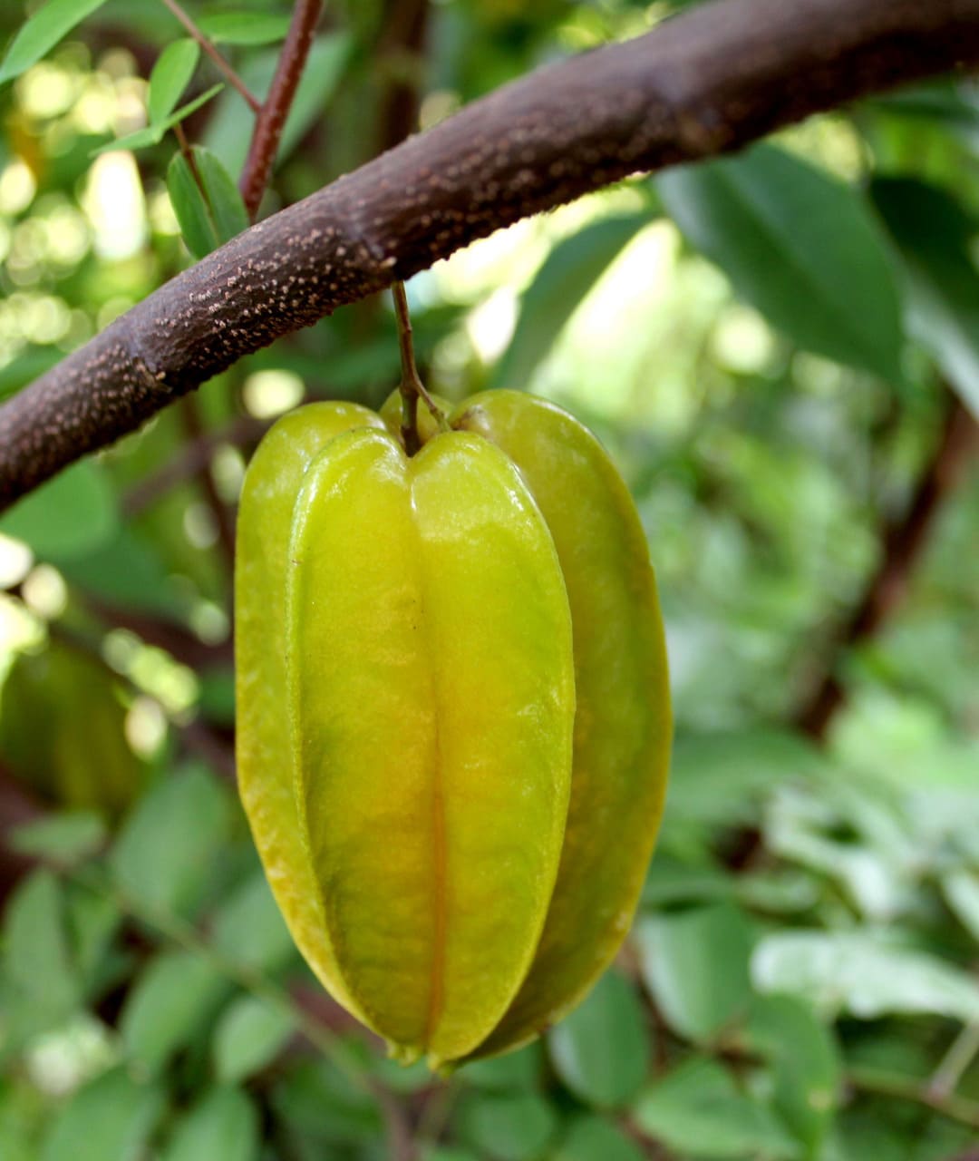 one starfruit at the tree in sri lanka